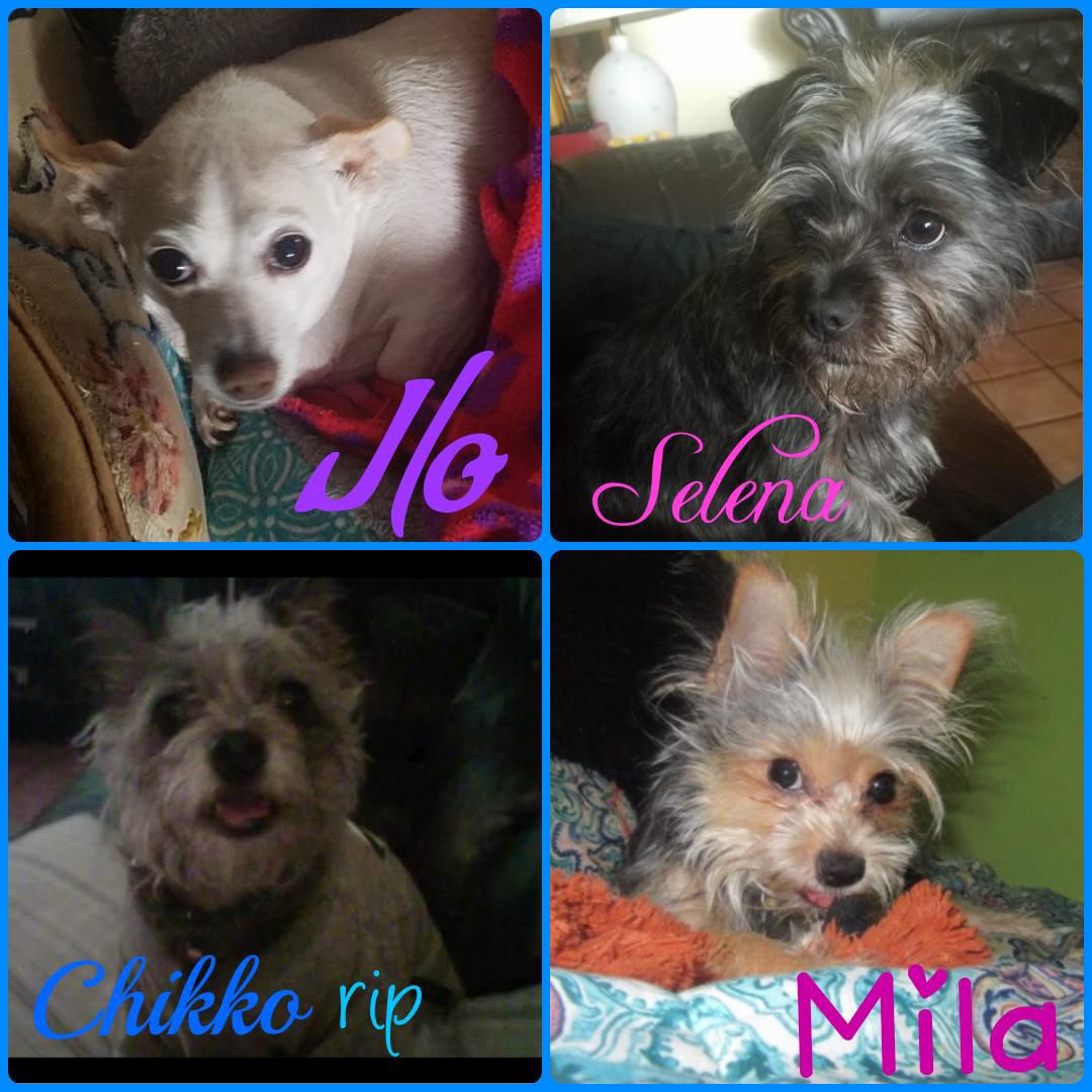 JLo, Selena, Mila and Chikko